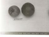 Click for 1 image(s) for this accession. FRUIT